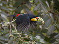 Tucano de bico verde.jpg